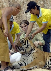 tiger cruelty 2