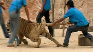tiger cruelty